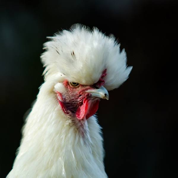 Photograph Gert Van Den Bosch My New Hairdo on One Eyeland